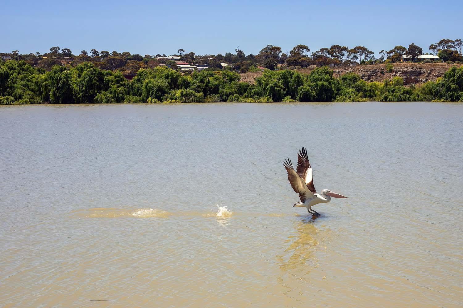 Bridgeport Hotel Murray Bridge Esterno foto
